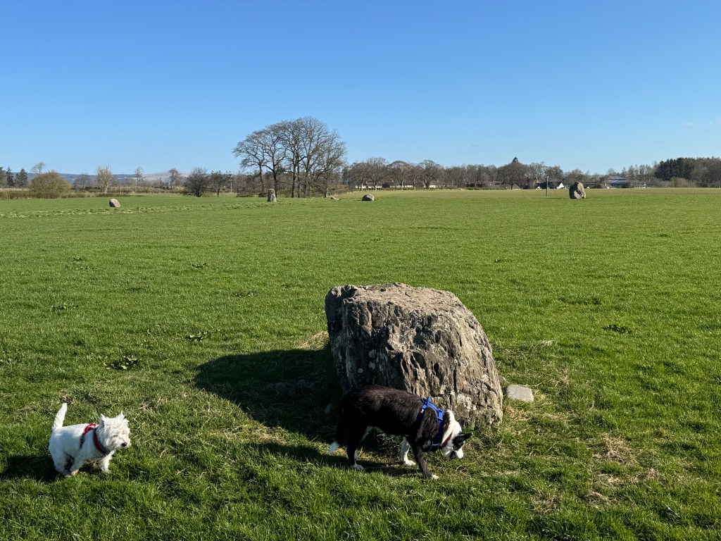 Stone in foreground, being investogated by a Border Collie dog. West Highland Terrier nearby. Other stones from circle visible in distance.