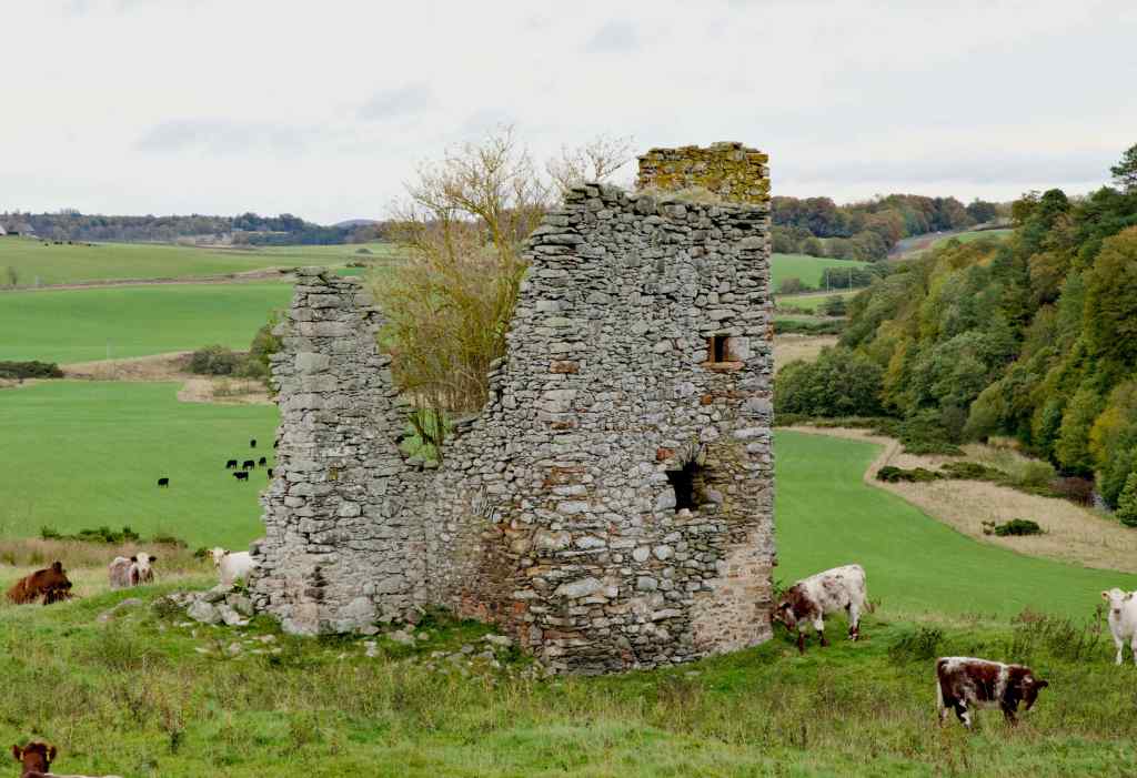 Another photo of the ruin, above a field. Cows grazing nearby. Trees and hills in the background, The ruin is almost complete on the right-hand side, but much of the rest is missing. A tree is growing behind the standing wall. The wing can be seen towards the left.