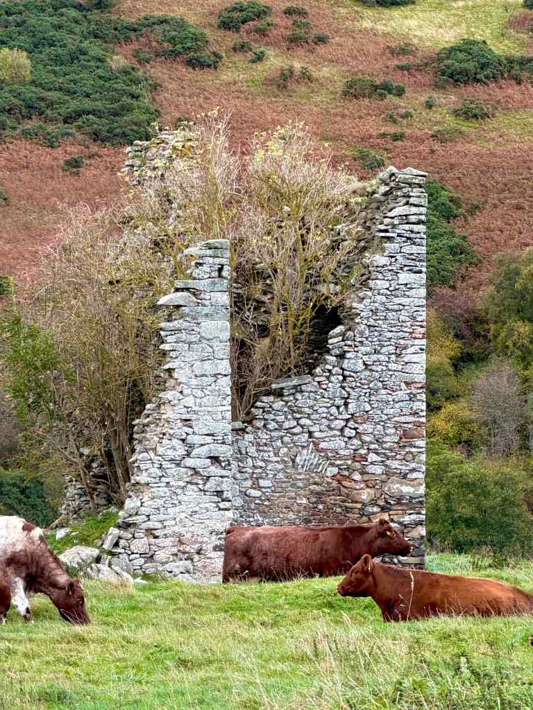 view of the badly damaged side showing the tree growing within the structure. Cows are sitting in front of the ruin. Heather covered hill behind.