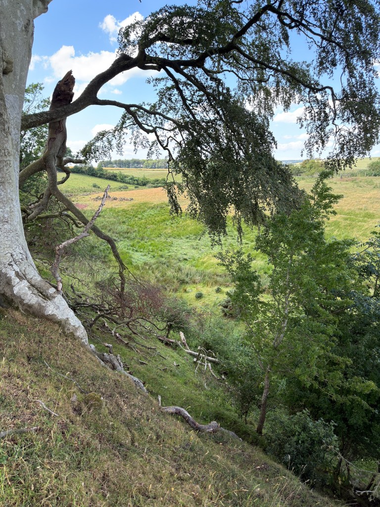 Tree growing out of the topside of a steep grassy embankment, with fields beyond.
